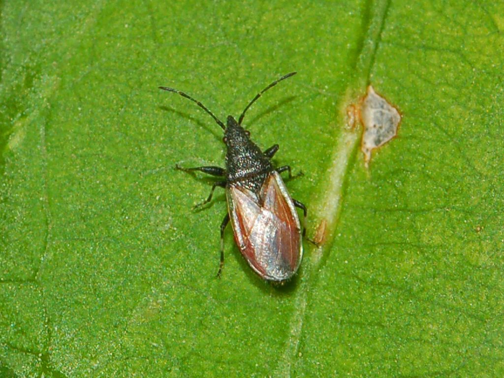 Neanidi di Pyrrhocoris apterus?